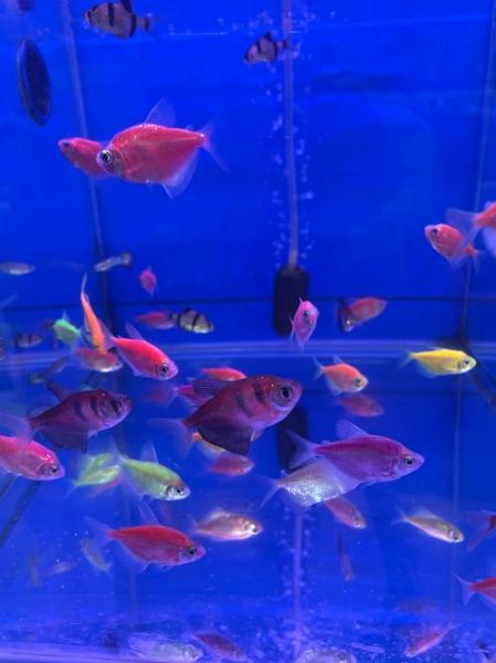 水族馆前景怎么样_投资水族馆赚钱吗