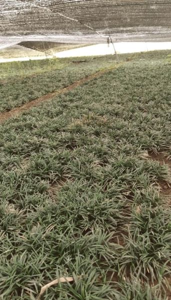 麦冬种植前景怎么样_麦冬市场未来五年价格走势