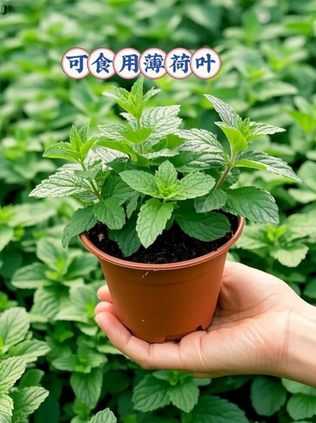 薄荷种植前景怎么样_薄荷赚钱吗