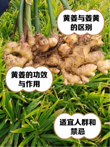 黄姜种植前景怎么样_黄姜种植利润高吗