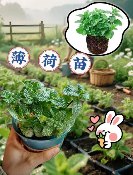 薄荷种植前景怎么样_薄荷赚钱吗