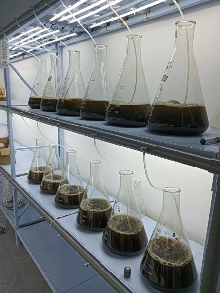 微藻市场前景如何_微藻产业投资机会在哪