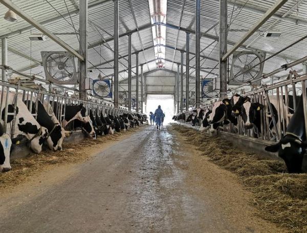 奶牛业前景怎么样_2024奶牛养殖赚钱吗