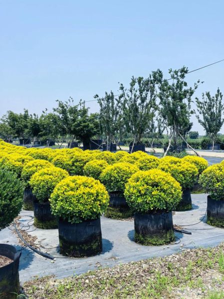 园艺发展前景怎么样_家庭园艺怎么入门