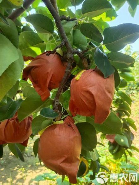 黄金梨种植前景怎么样_黄金梨市场前景分析