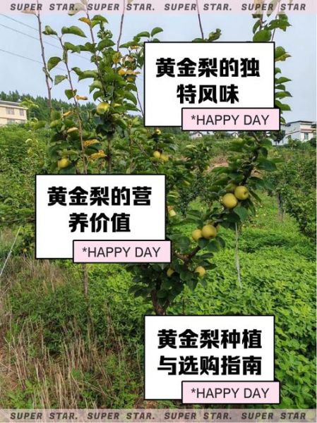 黄金梨种植前景怎么样_黄金梨市场前景分析
