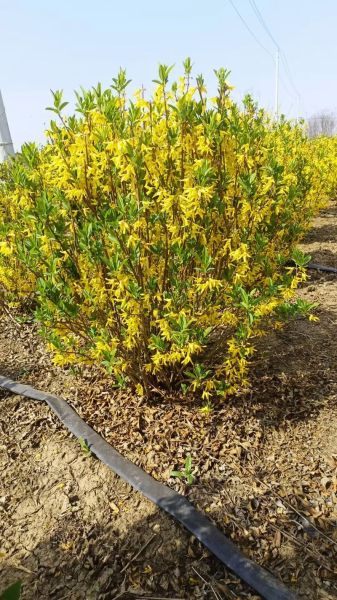 连翘种植前景怎么样_连翘价格走势分析