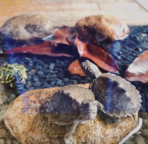 珍珠养殖前景怎么样_2024年还能赚钱吗