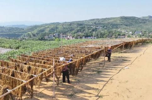 苧麻种植前景怎么样_苧麻未来市场趋势