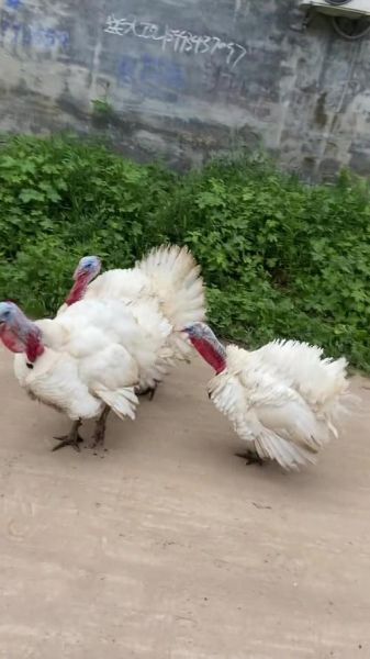 火鸡养殖赚钱吗_火鸡市场前景怎么样