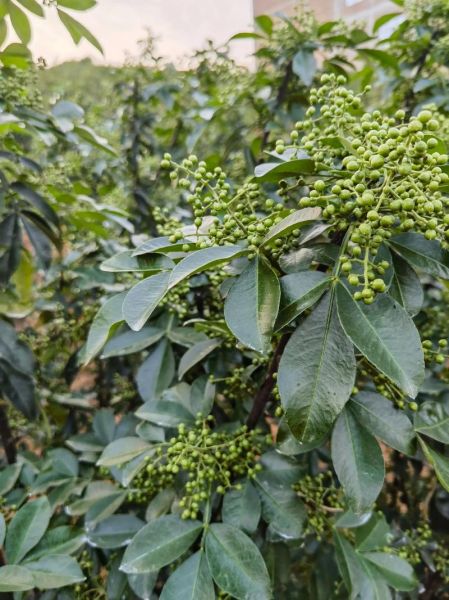 花椒种植前景如何_未来十年花椒市场趋势