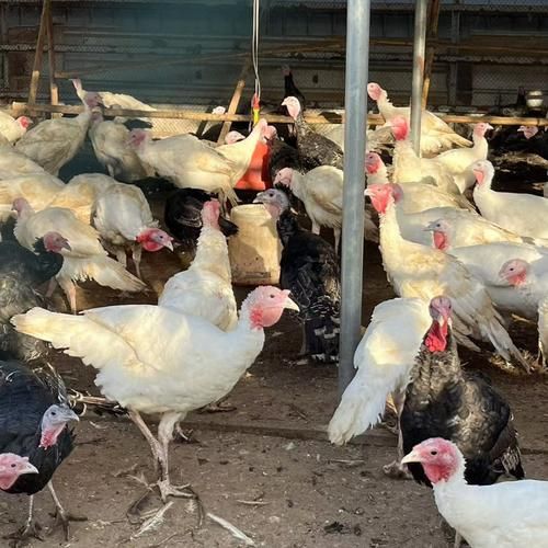 火鸡养殖赚钱吗_火鸡市场前景怎么样