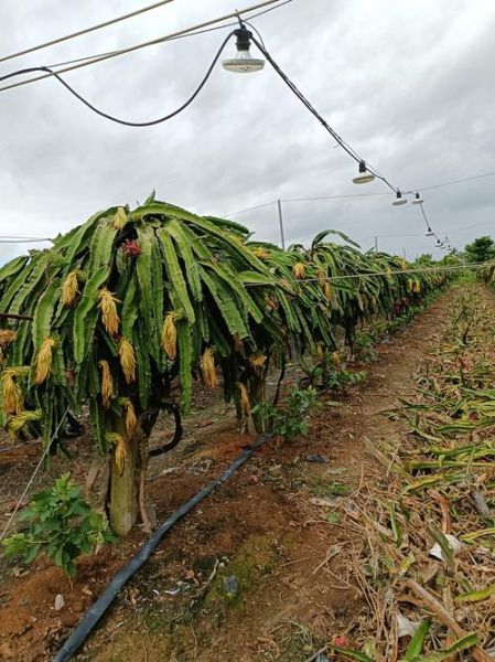 火龙果种植前景如何_火龙果市场利润有多大