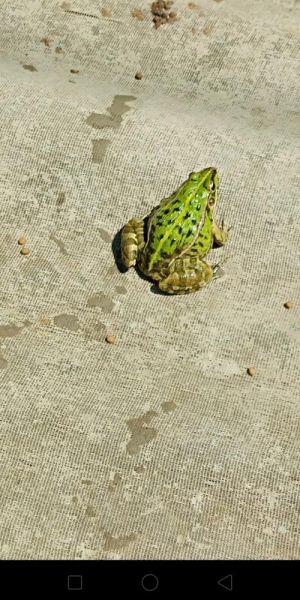 黑斑蛙养殖赚钱吗_黑斑蛙养殖前景怎么样