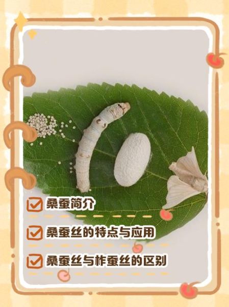 桑蚕养殖前景怎么样_桑蚕养殖赚钱吗