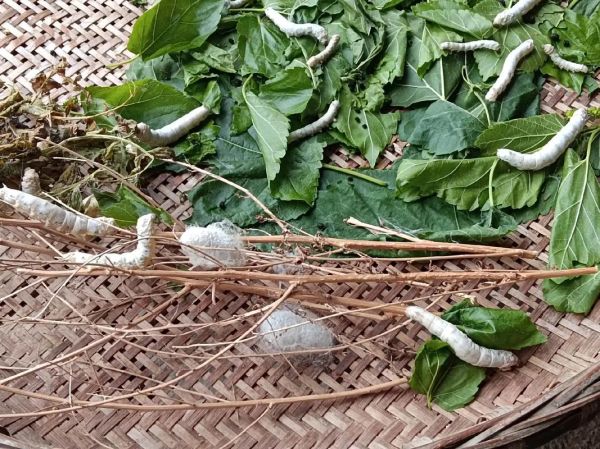 桑蚕养殖前景怎么样_桑蚕养殖赚钱吗