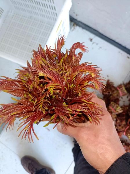 香椿种植赚钱吗_2024香椿价格走势