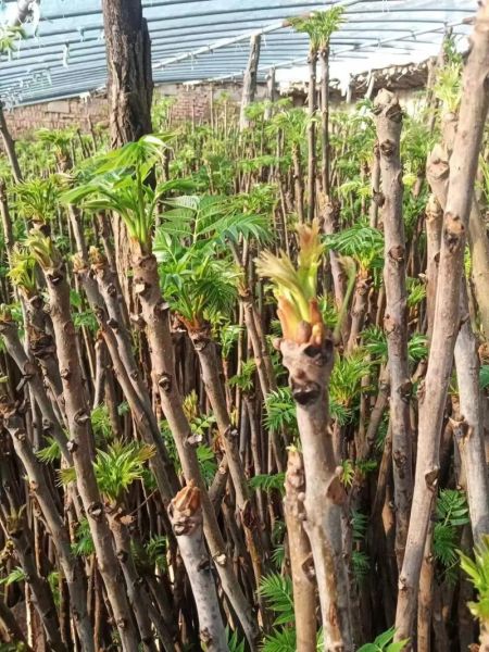 香椿种植赚钱吗_2024香椿价格走势