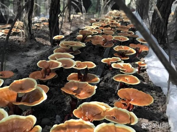 灵芝种植前景怎么样_灵芝种植赚钱吗