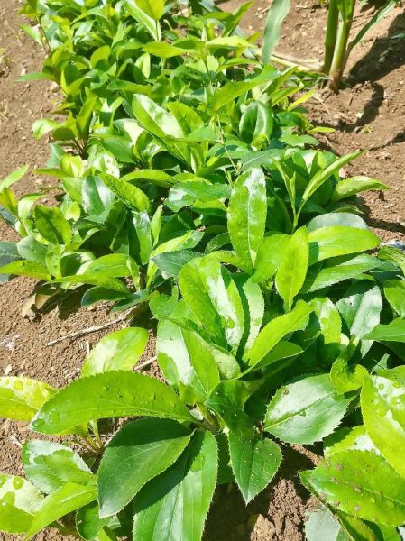 苍术种植前景如何_苍术价格走势2024