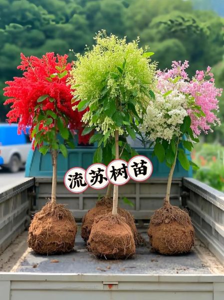 流苏树前景怎么样_流苏树种植前景如何