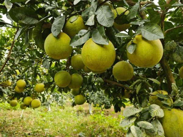 柚子前景怎么样_柚子种植赚钱吗