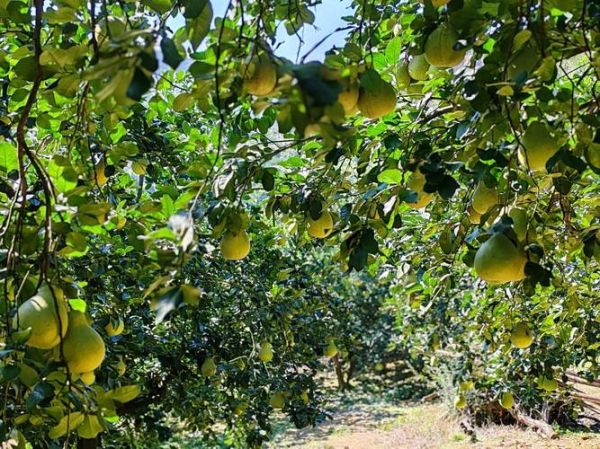 柚子前景怎么样_柚子种植赚钱吗