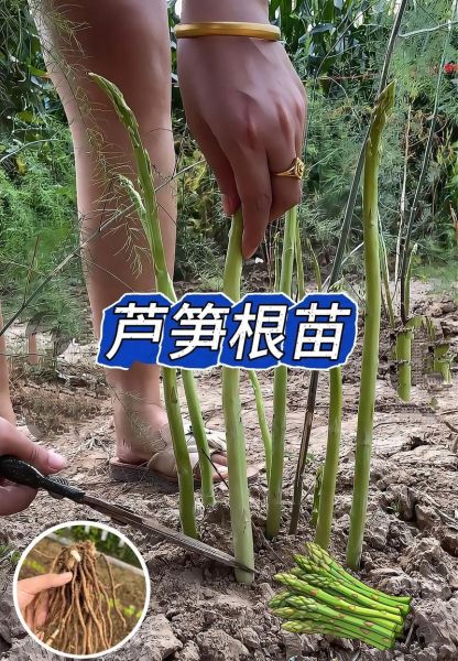 芦笋种植前景怎么样_芦笋种植利润高吗