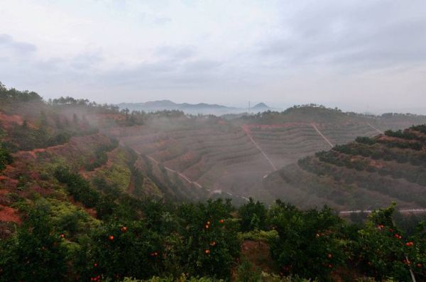 脐橙种植前景如何_脐橙市场发展趋势