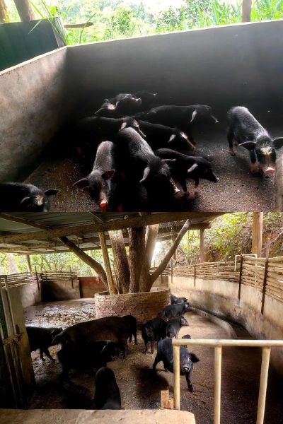 香猪养殖赚钱吗_香猪市场前景怎么样