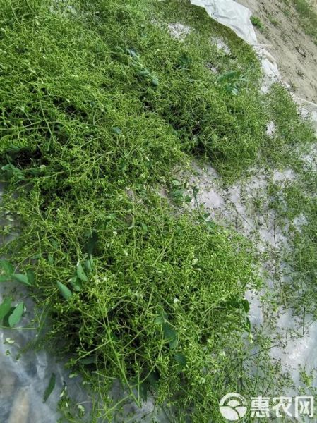 槐米前景怎么样_槐米种植赚钱吗