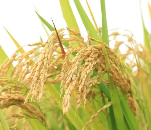 稻香前景怎么样_稻香行业未来五年趋势