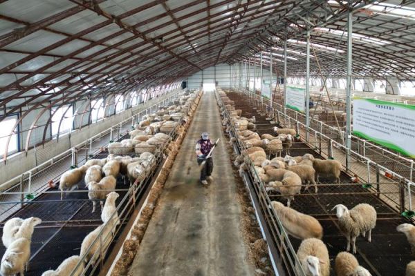 牧业发展前景如何_未来十年牧场赚钱吗