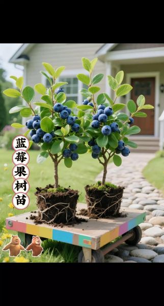 蓝莓市场前景怎么样_蓝莓种植赚钱吗