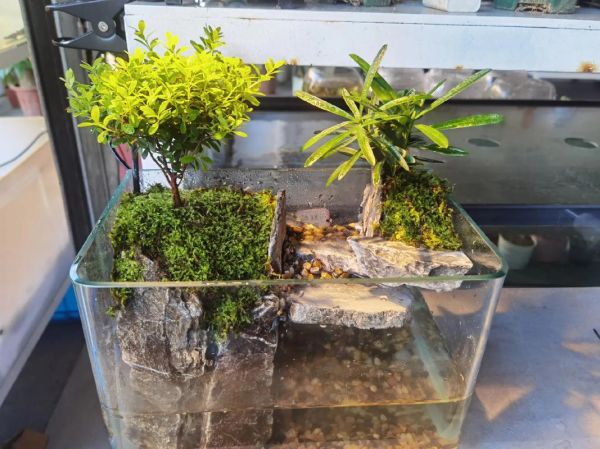 生态鱼缸值得投资吗_生态鱼缸多久换一次水