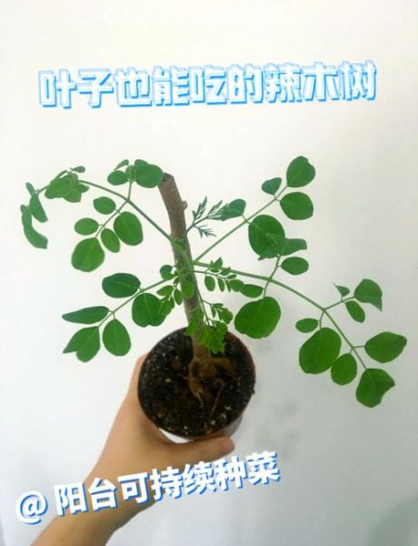辣木市场前景怎么样_辣木种植赚钱吗