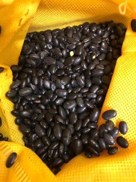 黑豆种植前景如何_黑豆市场销路好吗