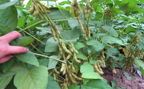 黑豆种植前景如何_黑豆市场销路好吗