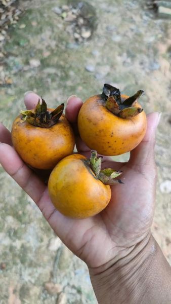 柿子前景怎么样_2024年种植赚钱吗