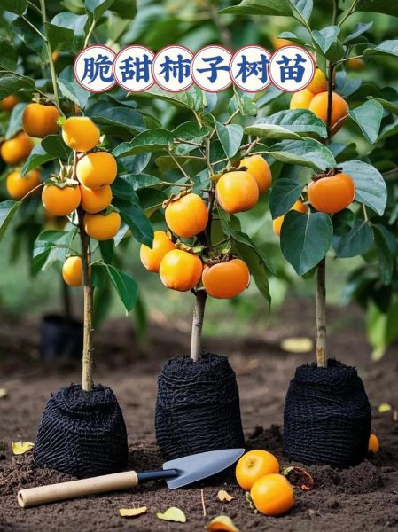 柿子前景怎么样_2024年种植赚钱吗