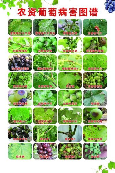 葡萄种植前景怎么样_葡萄深加工有哪些商机