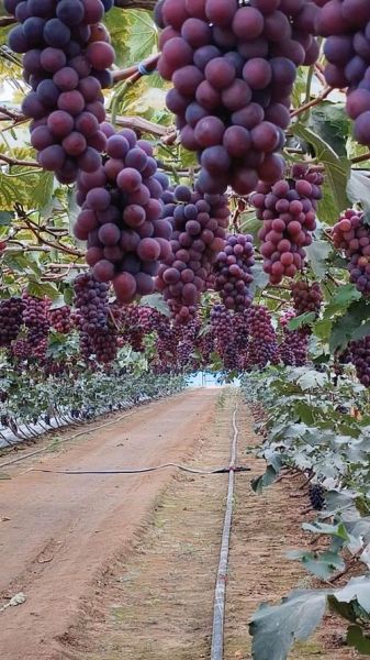 葡萄种植前景怎么样_葡萄深加工有哪些商机