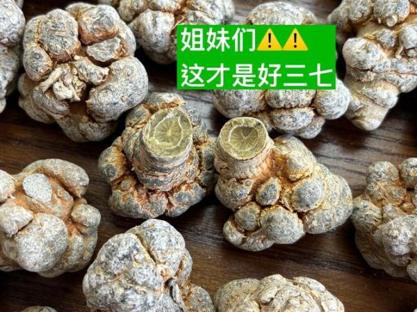 三七种植赚钱吗_三七市场前景怎么样