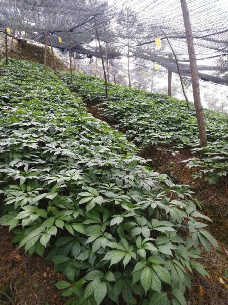 三七种植赚钱吗_三七市场前景怎么样