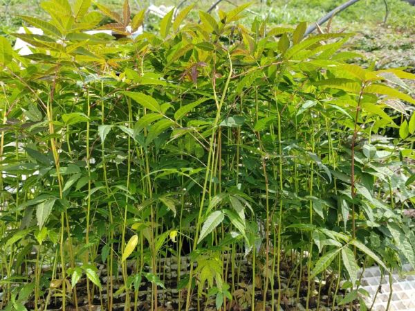 香椿种植赚钱吗_香椿芽价格走势