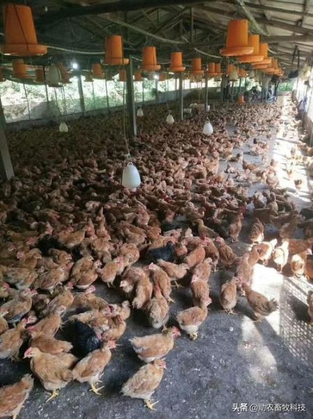 生态养殖前景怎么样_生态养殖赚钱吗