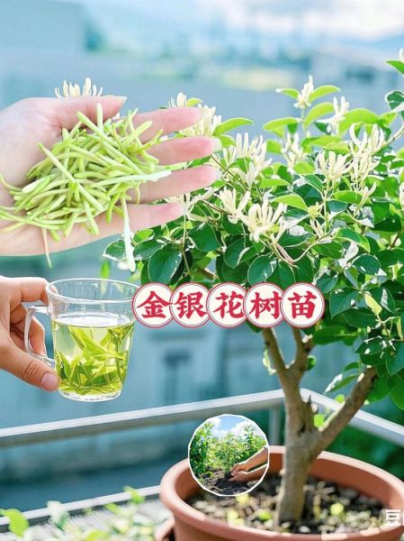 金银花种植赚钱吗_金银花市场前景如何
