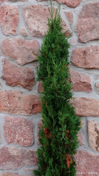 红豆杉种植前景怎么样_红豆杉药用价值有哪些