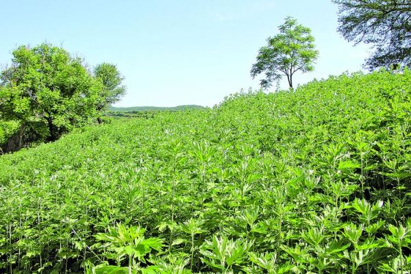 艾草种植赚钱吗_2024艾草市场前景如何