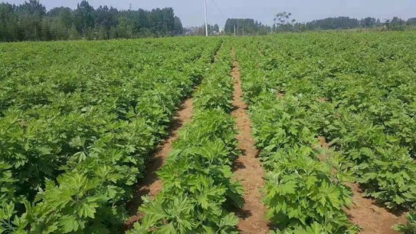 艾草种植赚钱吗_2024艾草市场前景如何